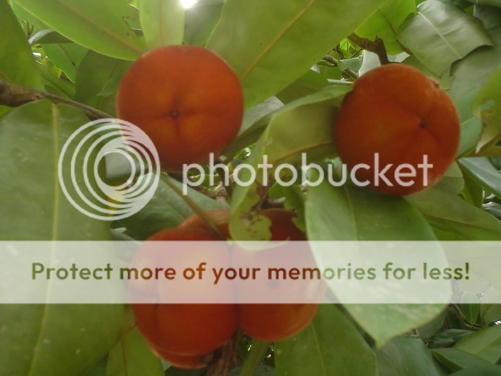 Butter Fruit Photo by drwahidpic Photobucket